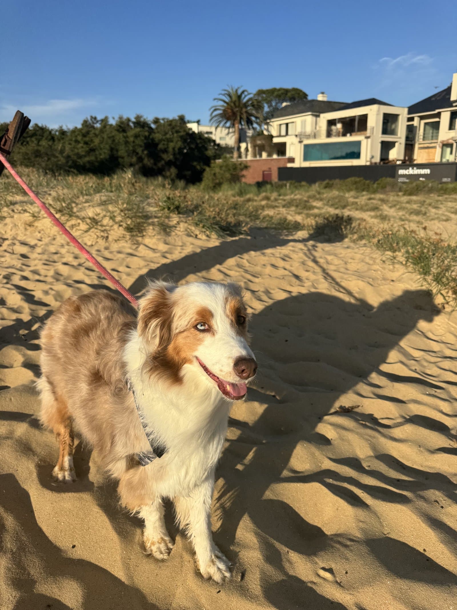 Their dog on the beach