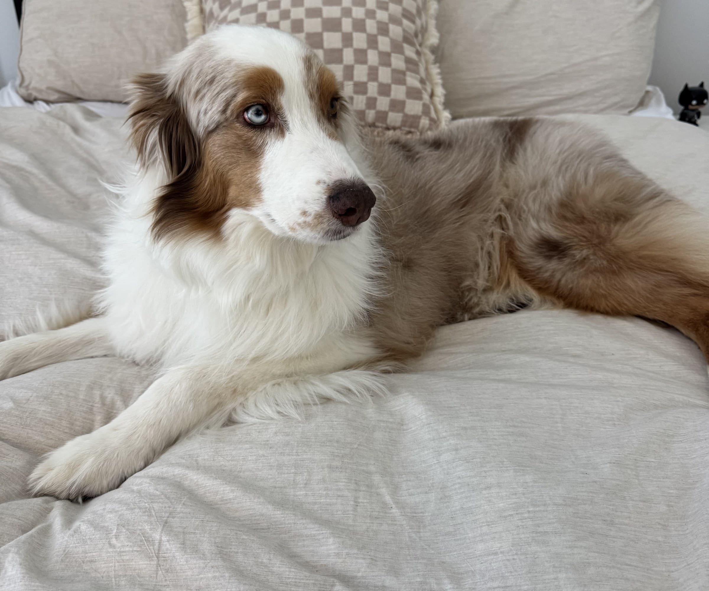 Their dog curled up on the bed
