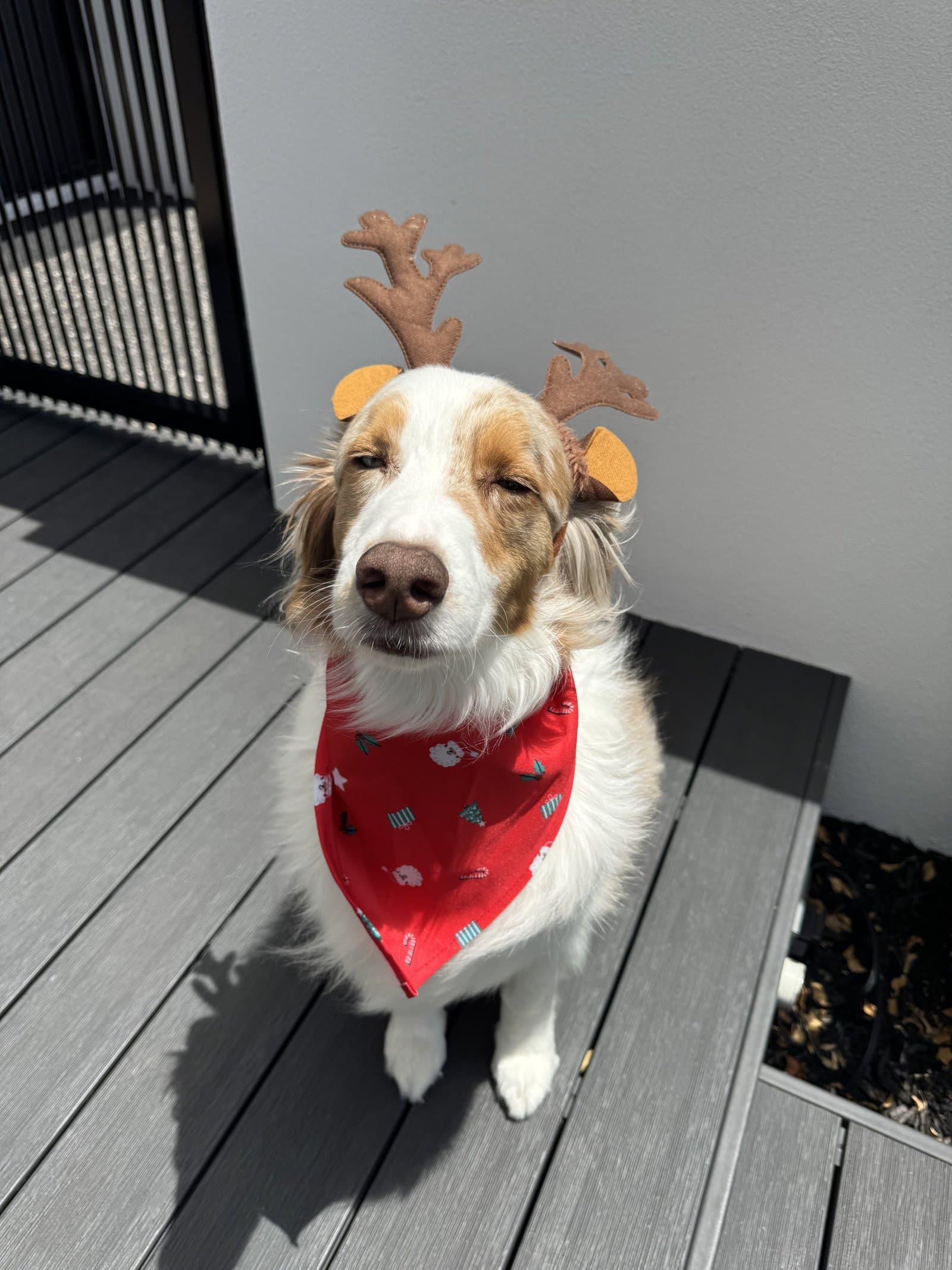 Their dog on Christmas Day