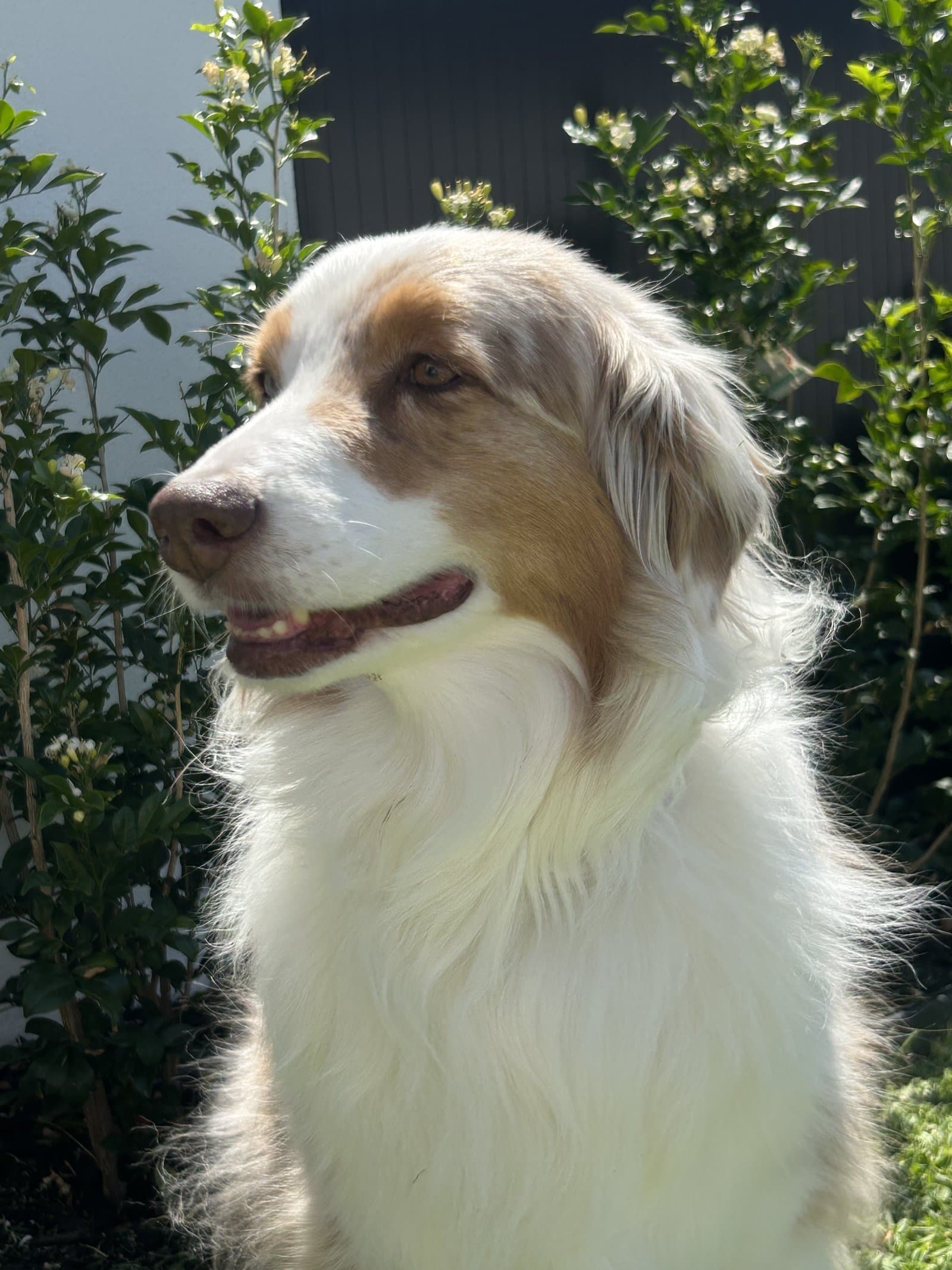 Their dog in the garden